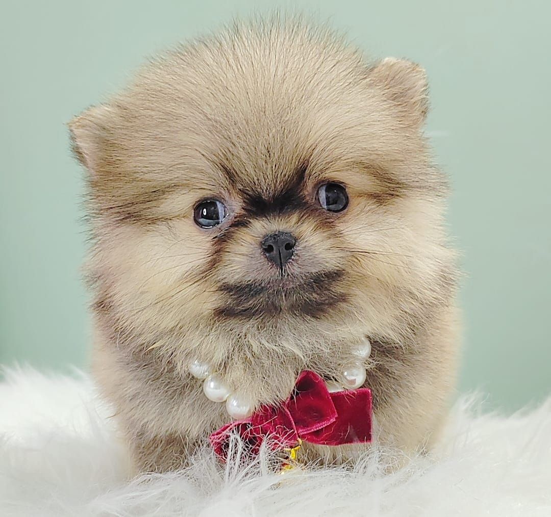 Pomeranian 博美