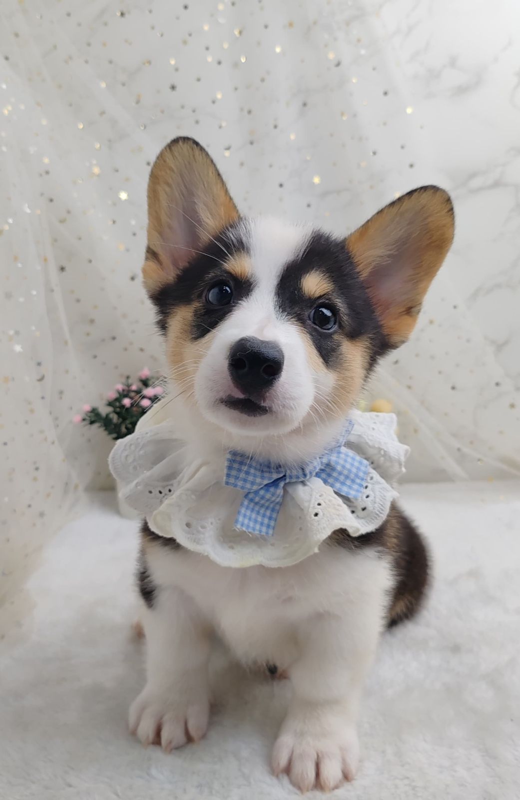 Welsh Corgi 柯基