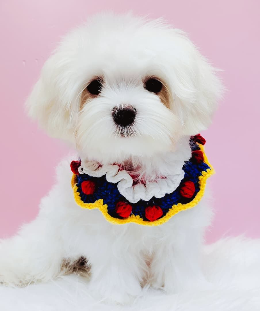 Maltese 马尔济斯