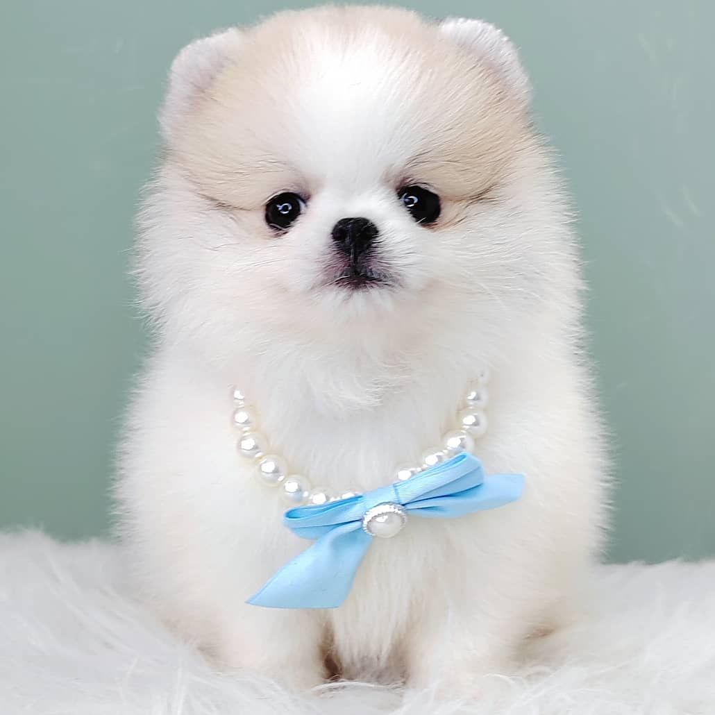Pomeranian 博美