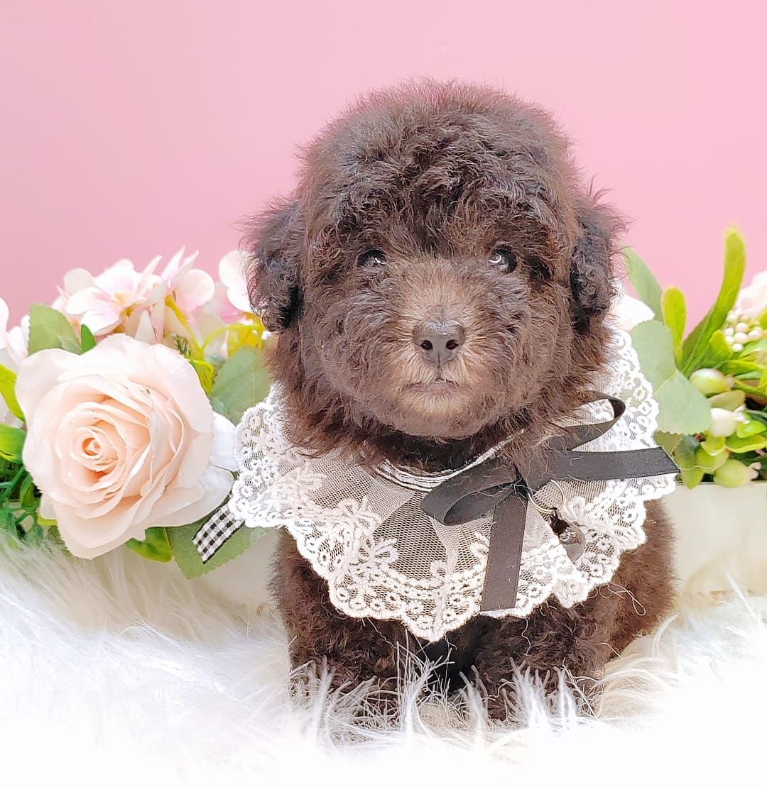 Poodle 娉拌开璐靛