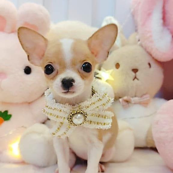  Chihuahua 吉娃娃