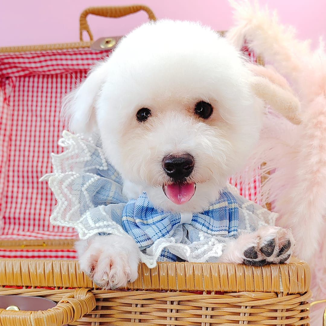 Poodle 娉拌开璐靛