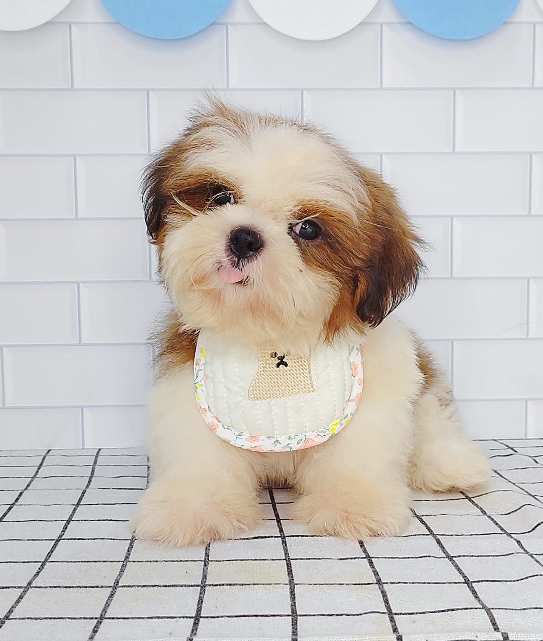 Shih Tzu 西施