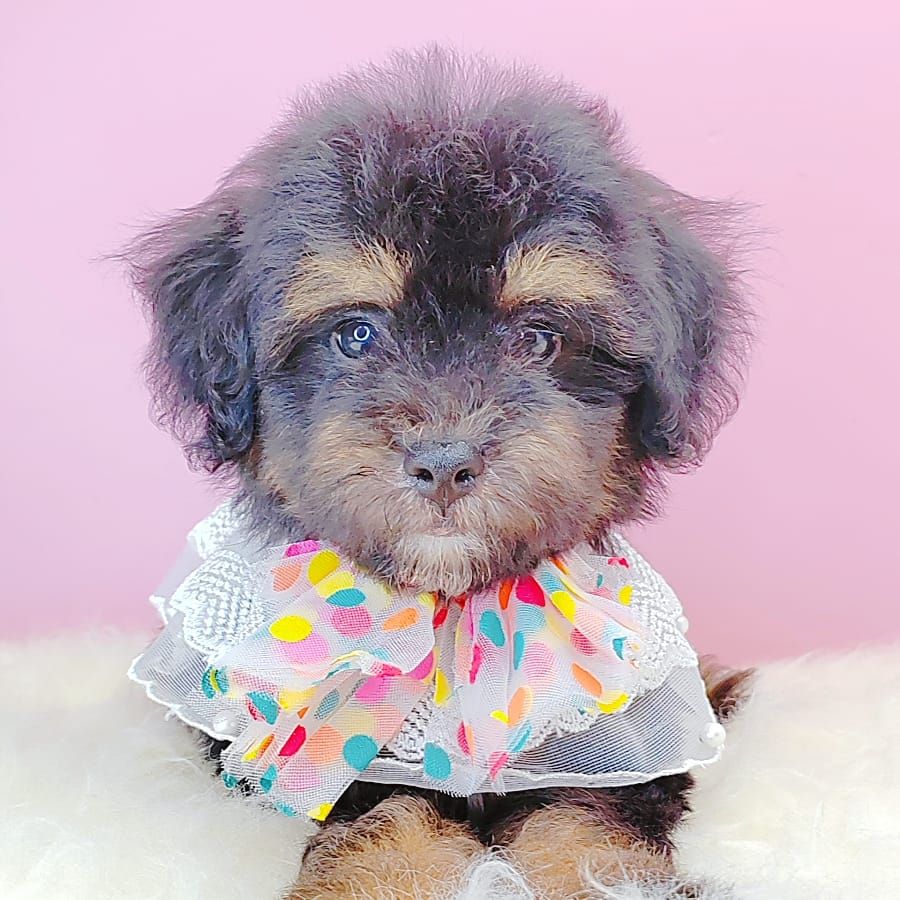 Poodle 娉拌开璐靛