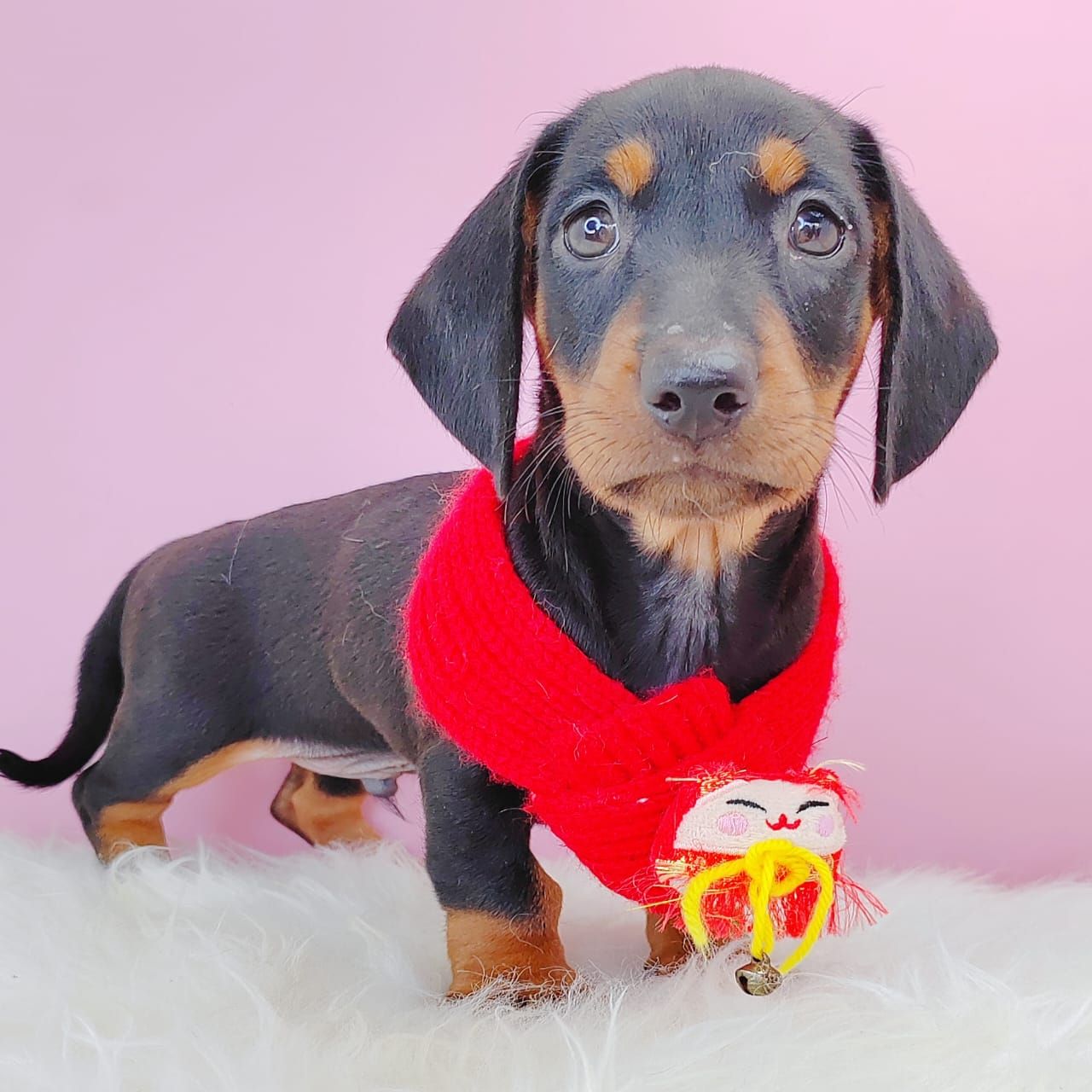 Dachshund 腊肠狗