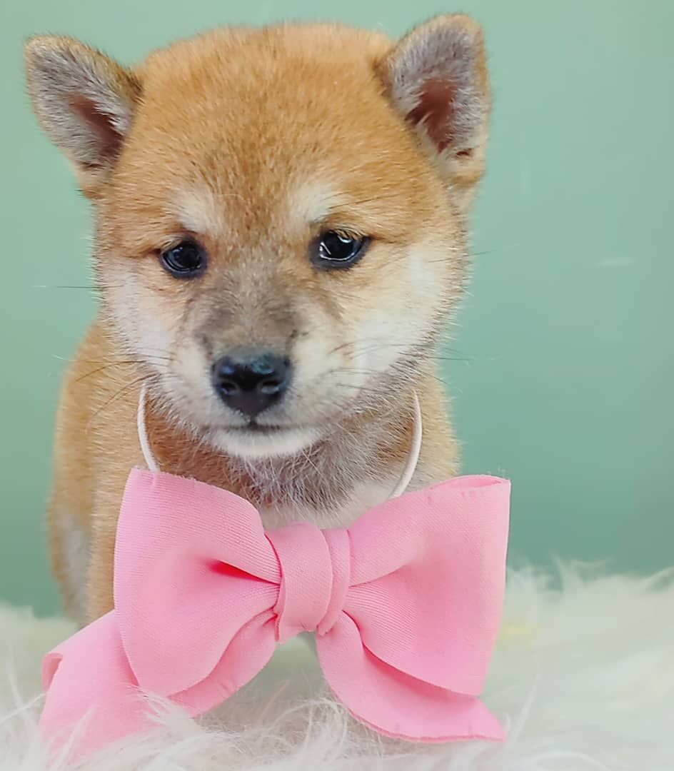 Mame inu 豆柴