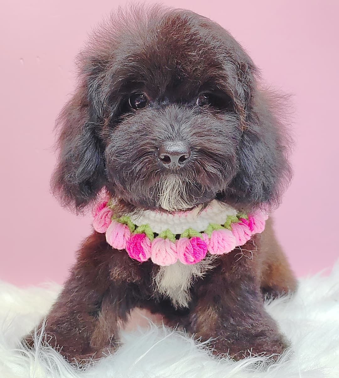 Poodle 璐靛娉拌开