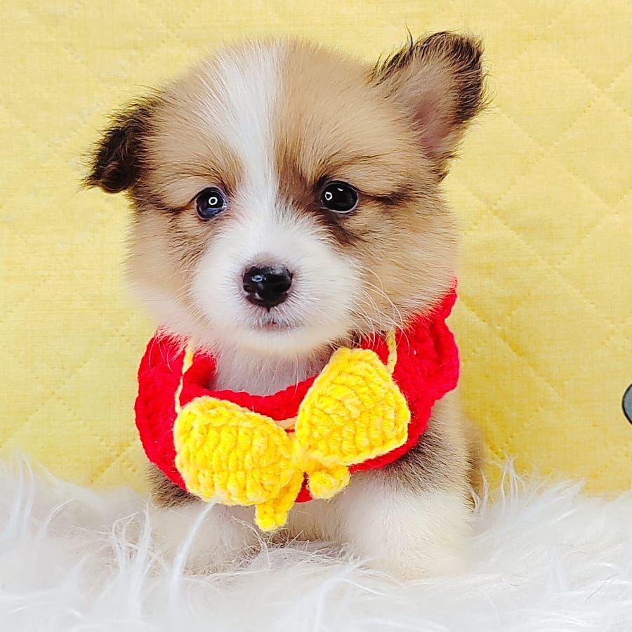 Corgi 柯基
