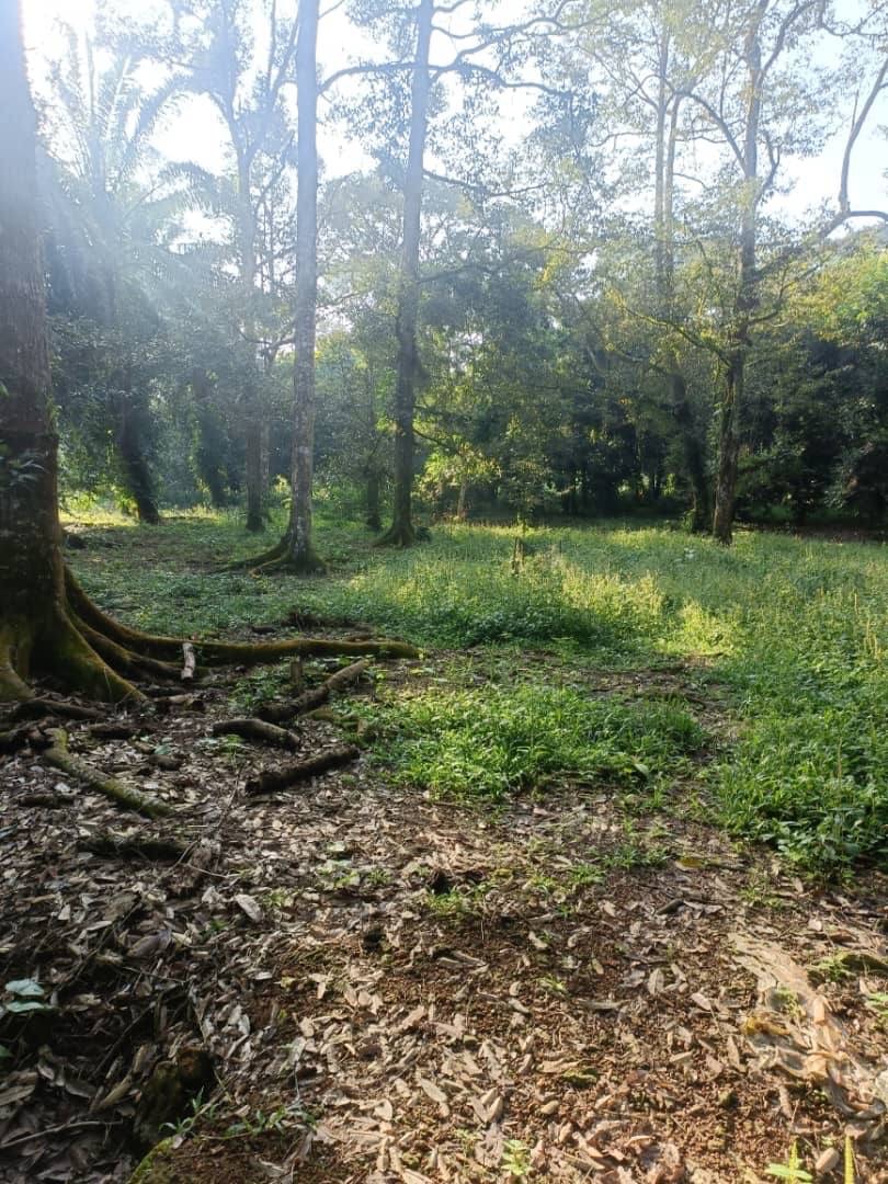 Jalan Pontian - Batu Pahat Agricultural Land For Sale