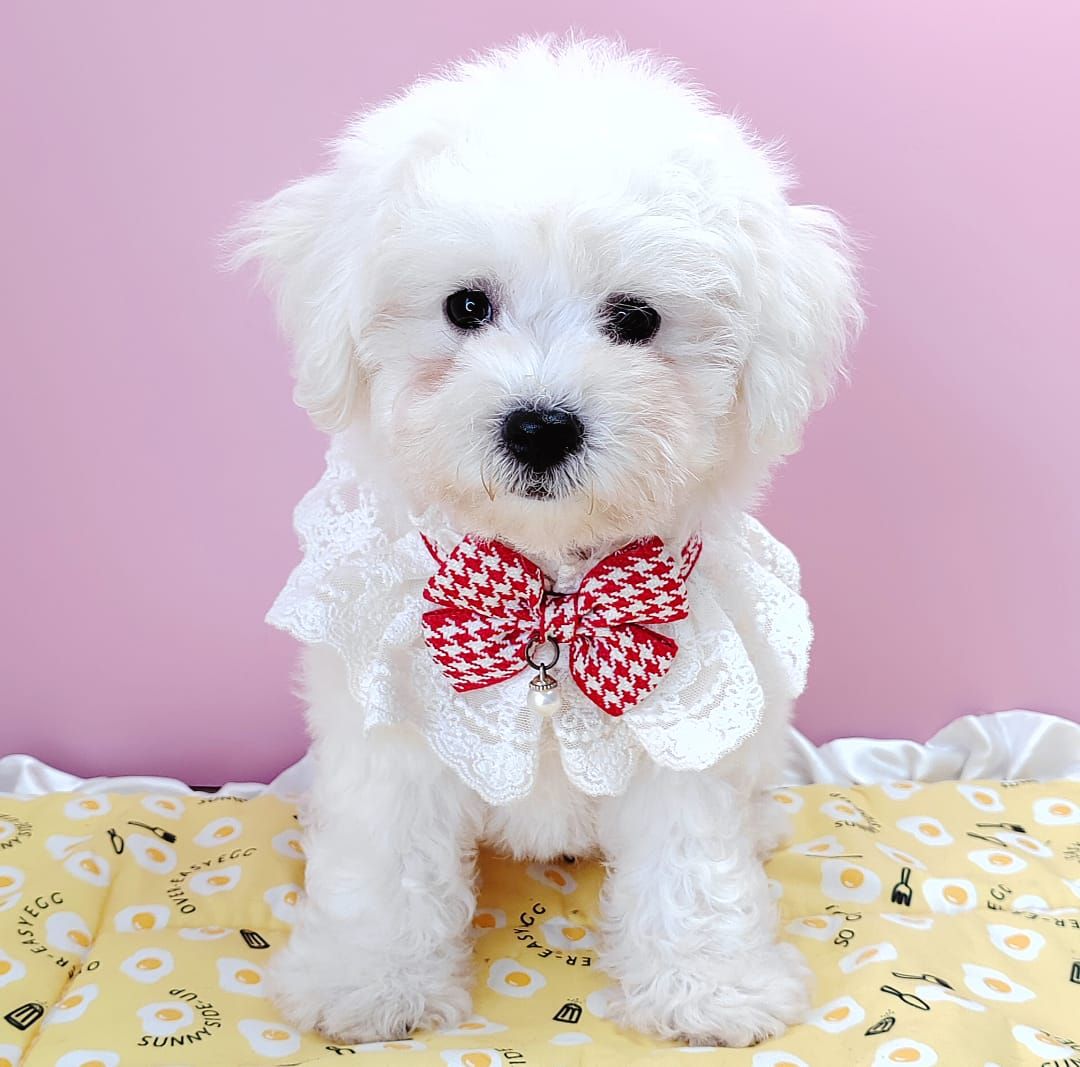 Bichon Frise 比熊
