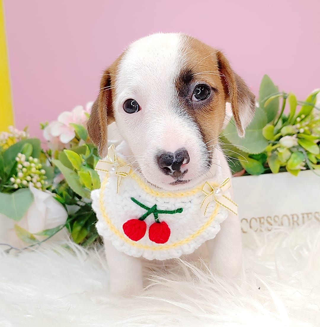 Jack Russell Terrier 杰克罗素梗