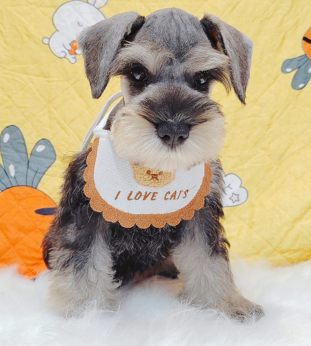 Schnauzer 雪纳瑞