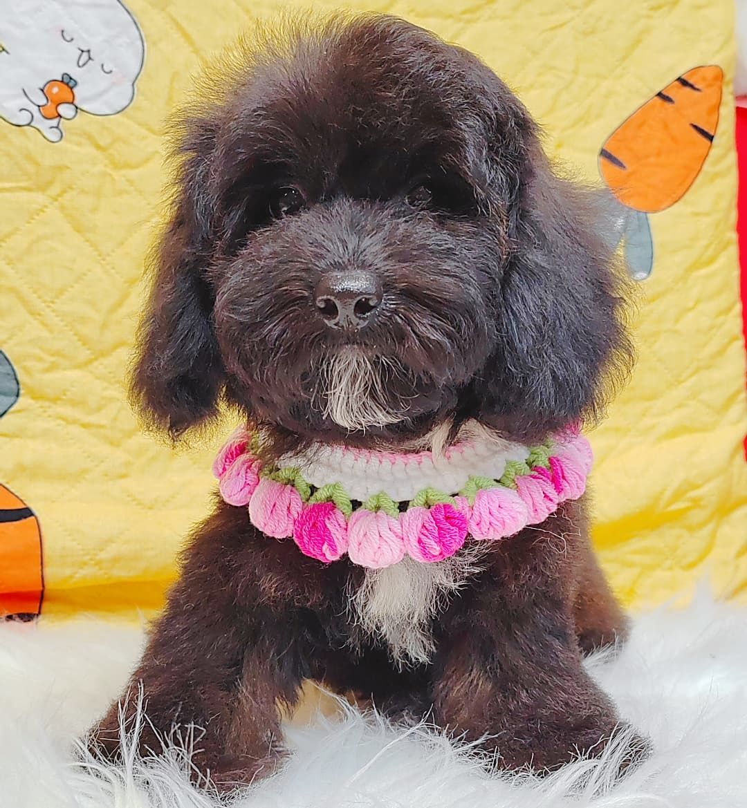 Poodle 璐靛娉拌开