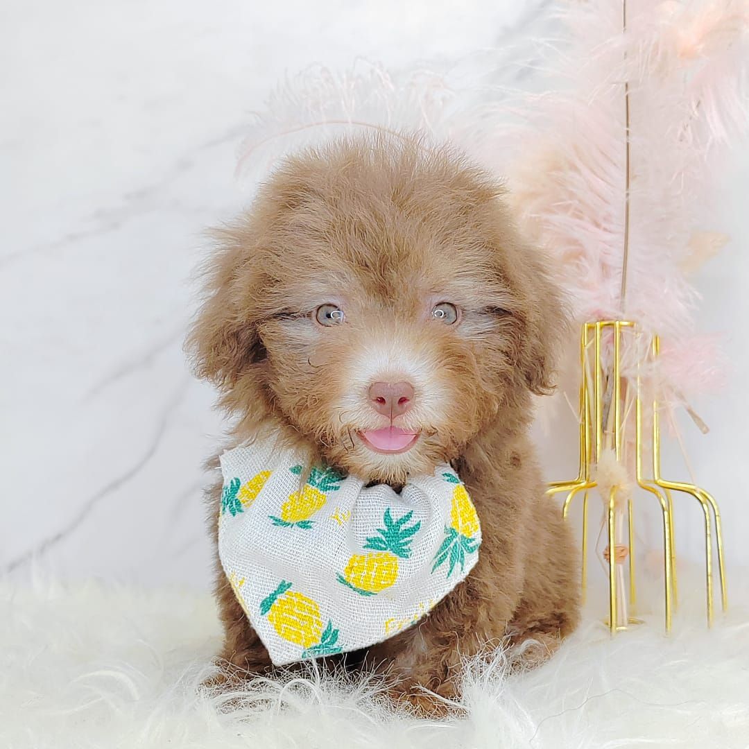 Poodle 娉拌开璐靛