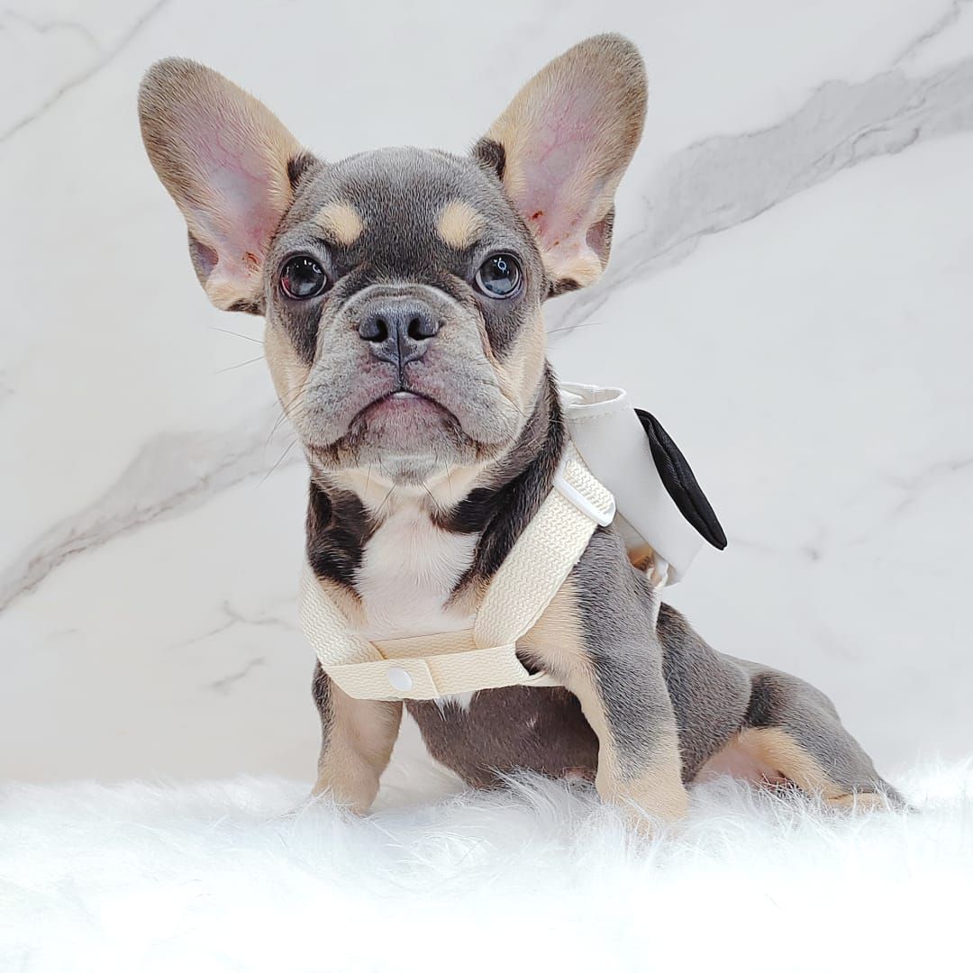 French Bulldog 法斗
