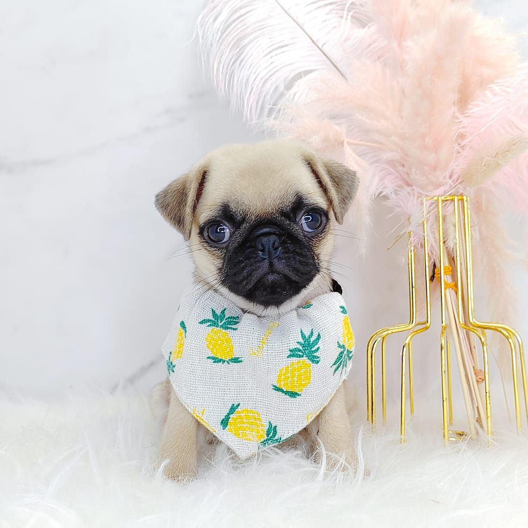 Pug 巴哥