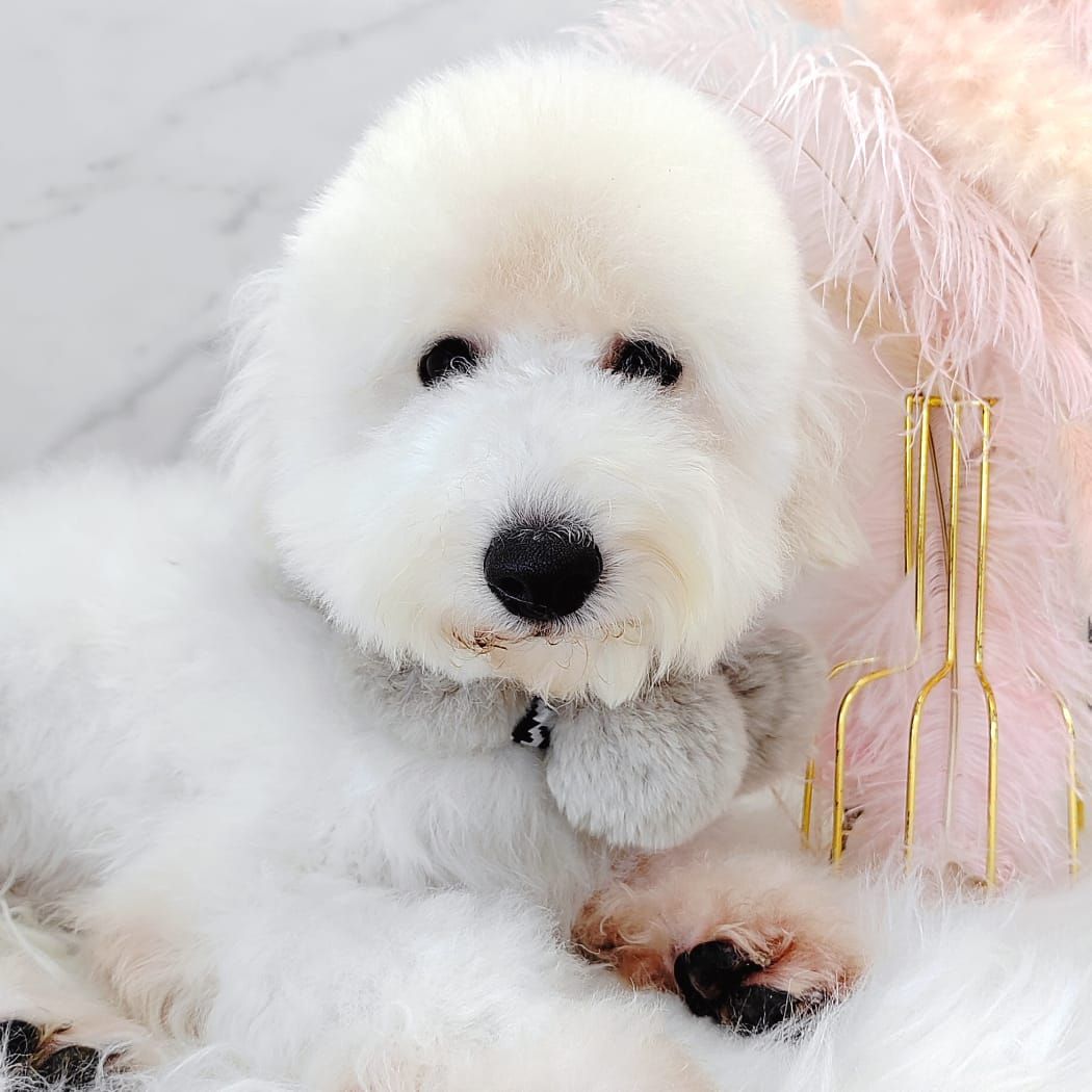 Poodle 娉拌开璐靛