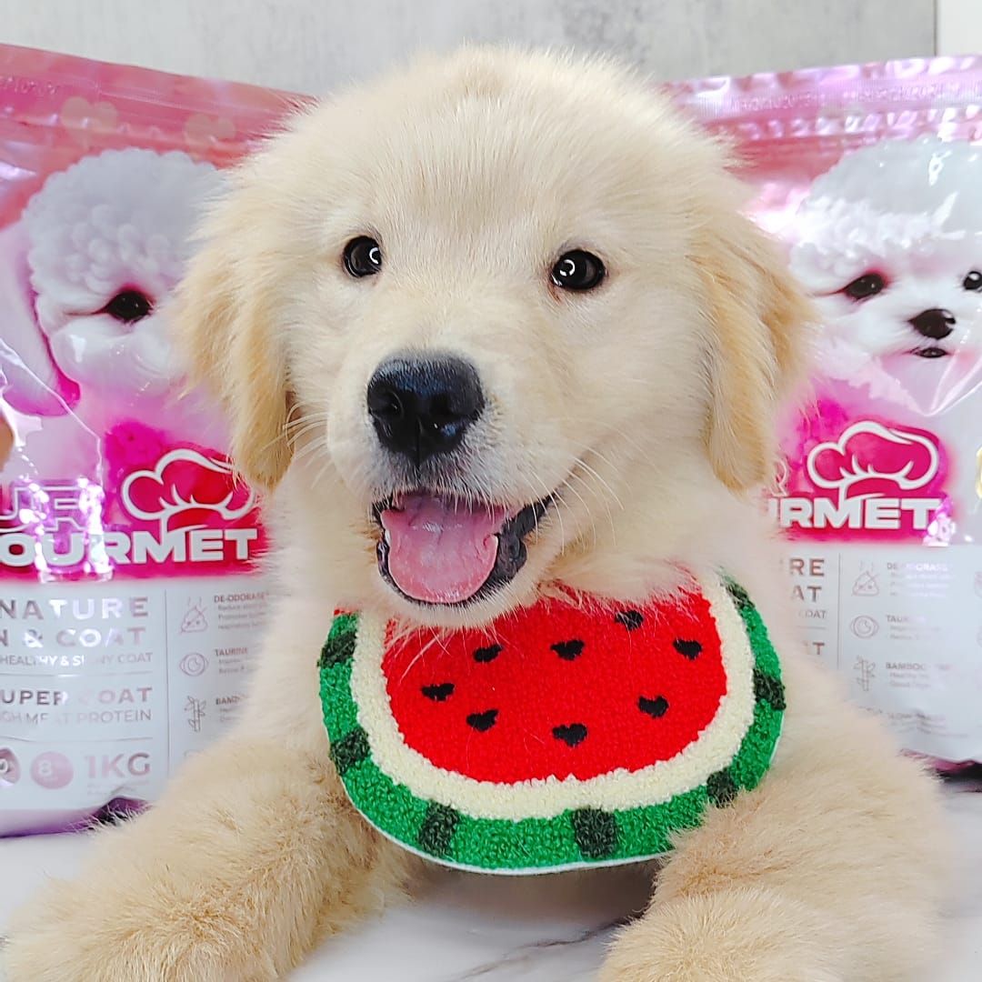 Golden Retriever 黄金猎犬