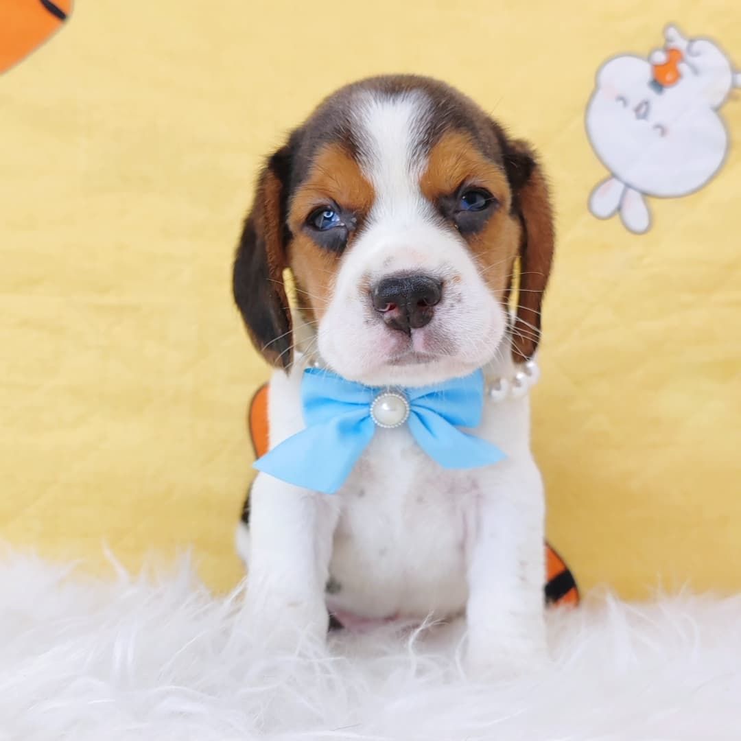 Beagle 米格鲁