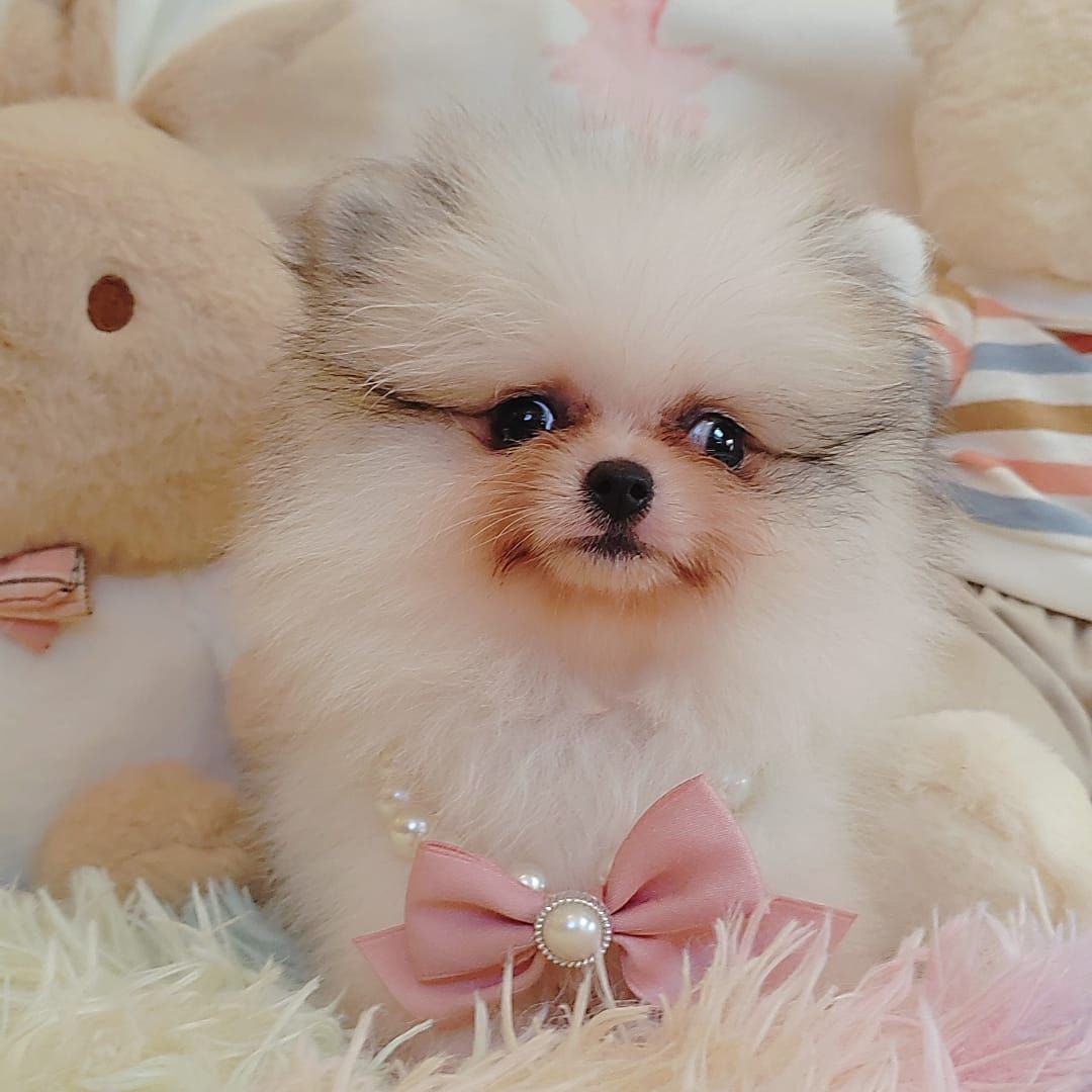 Pomeranian 博美