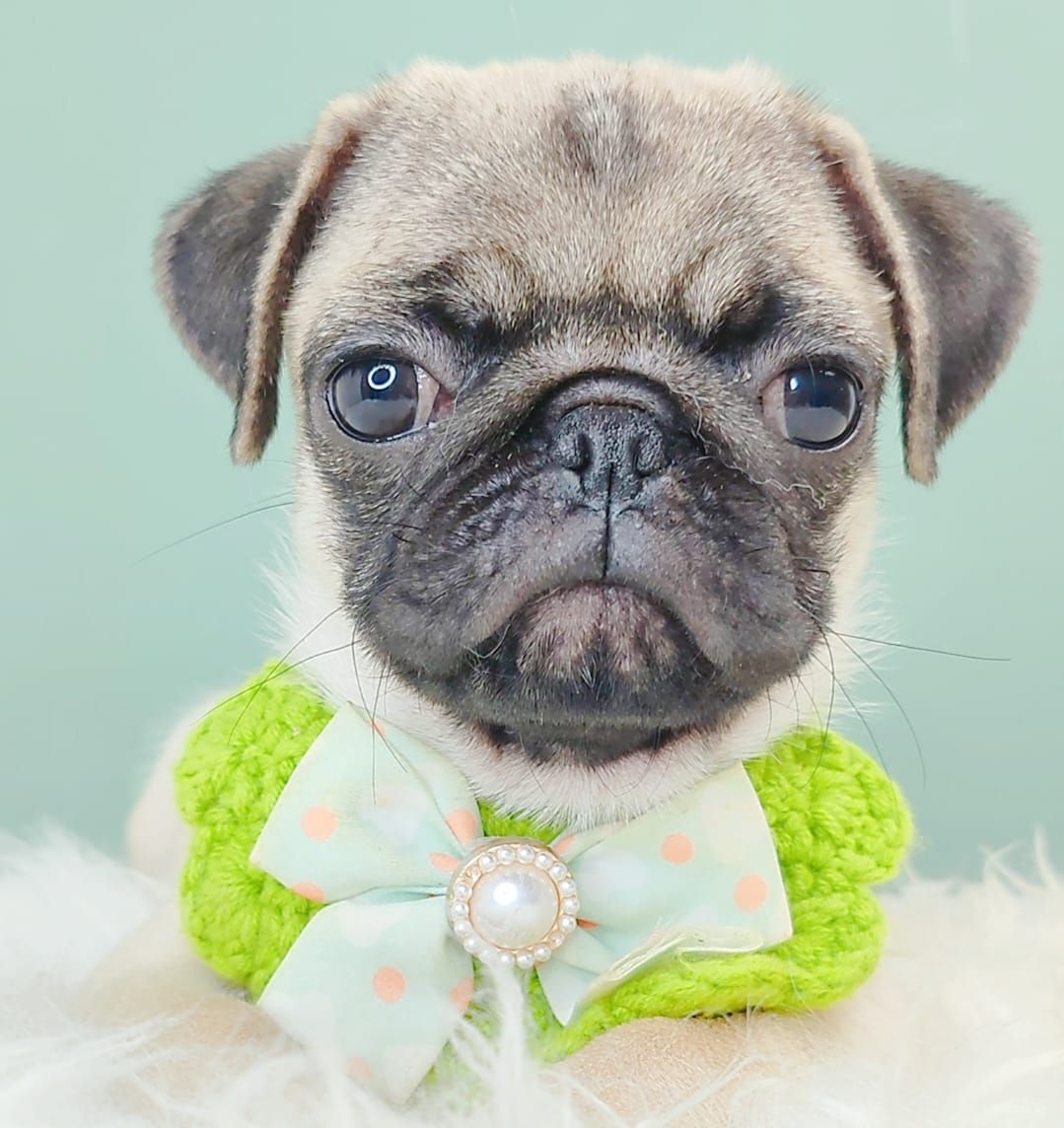 Pug 巴哥