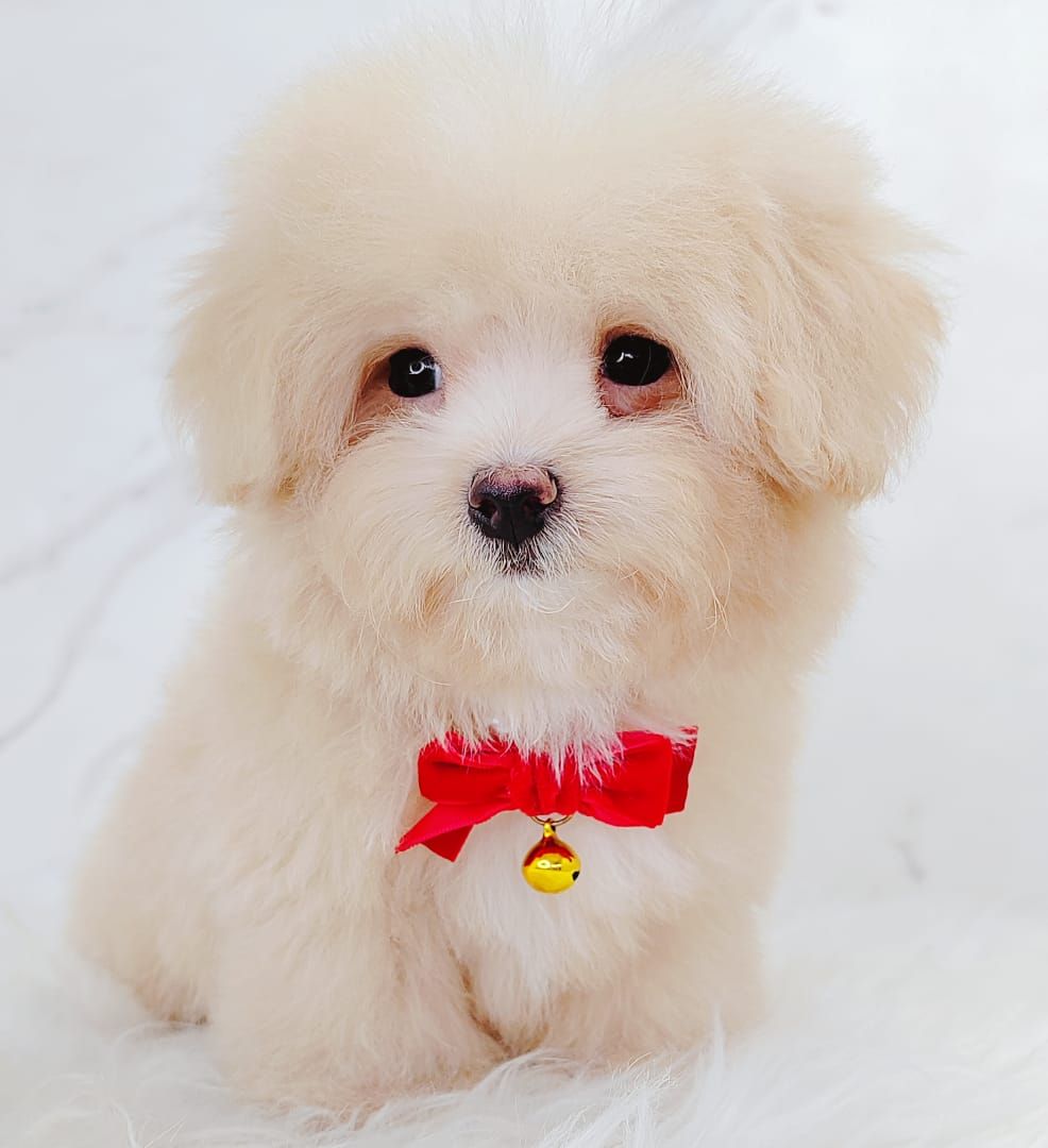 Maltipoo 马尔泰迪
