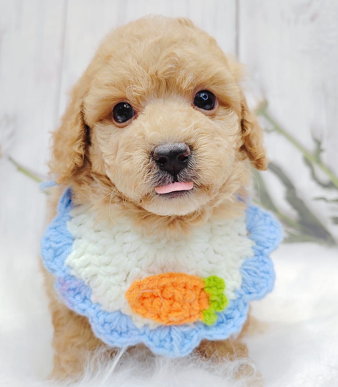 Poodle 娉拌开璐靛