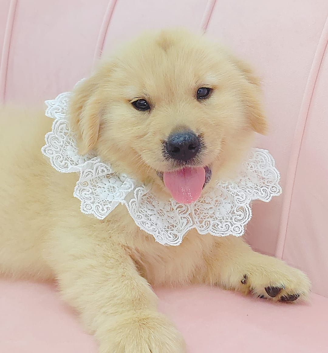 Golden Retriever 黄金猎犬