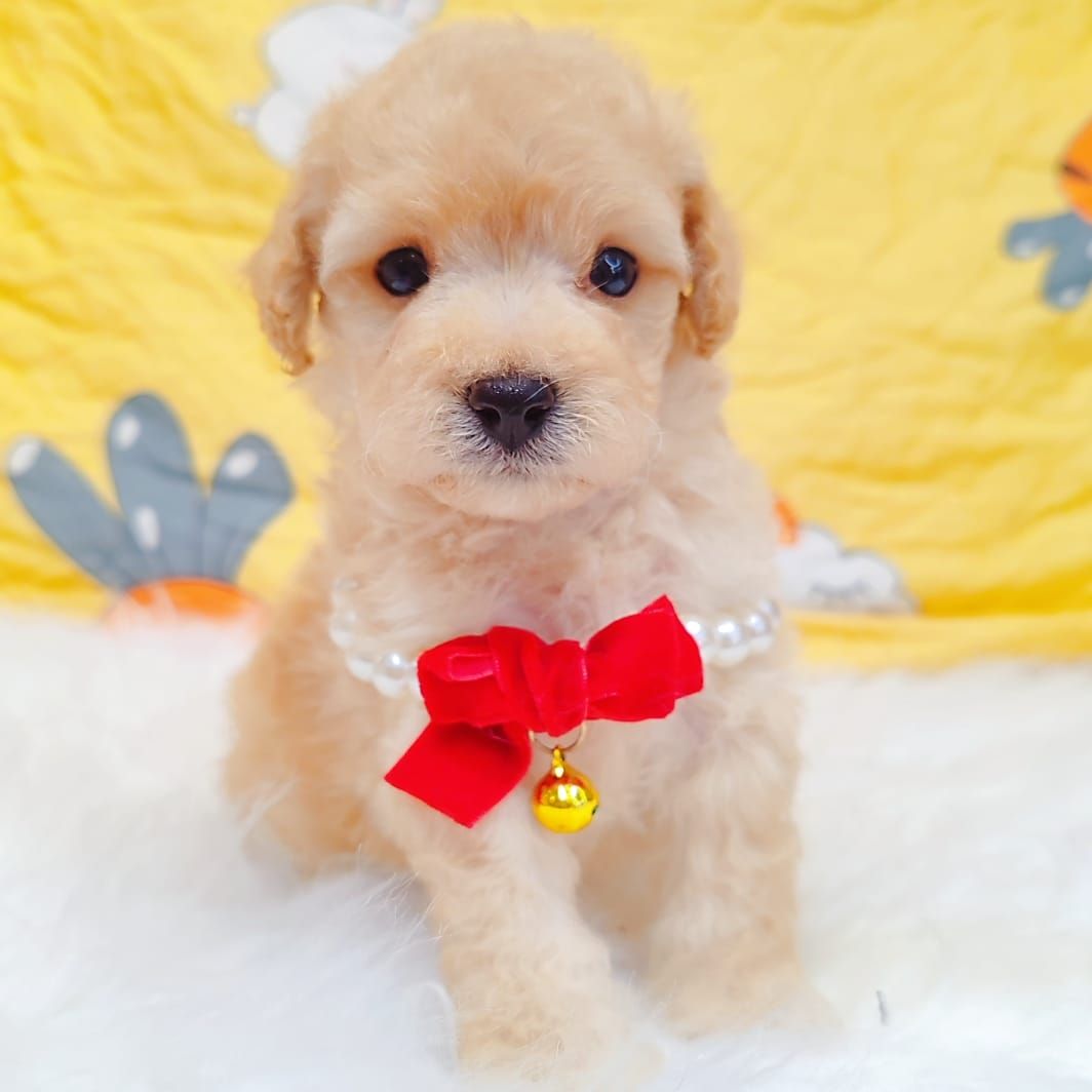 Maltipoo 马尔泰迪