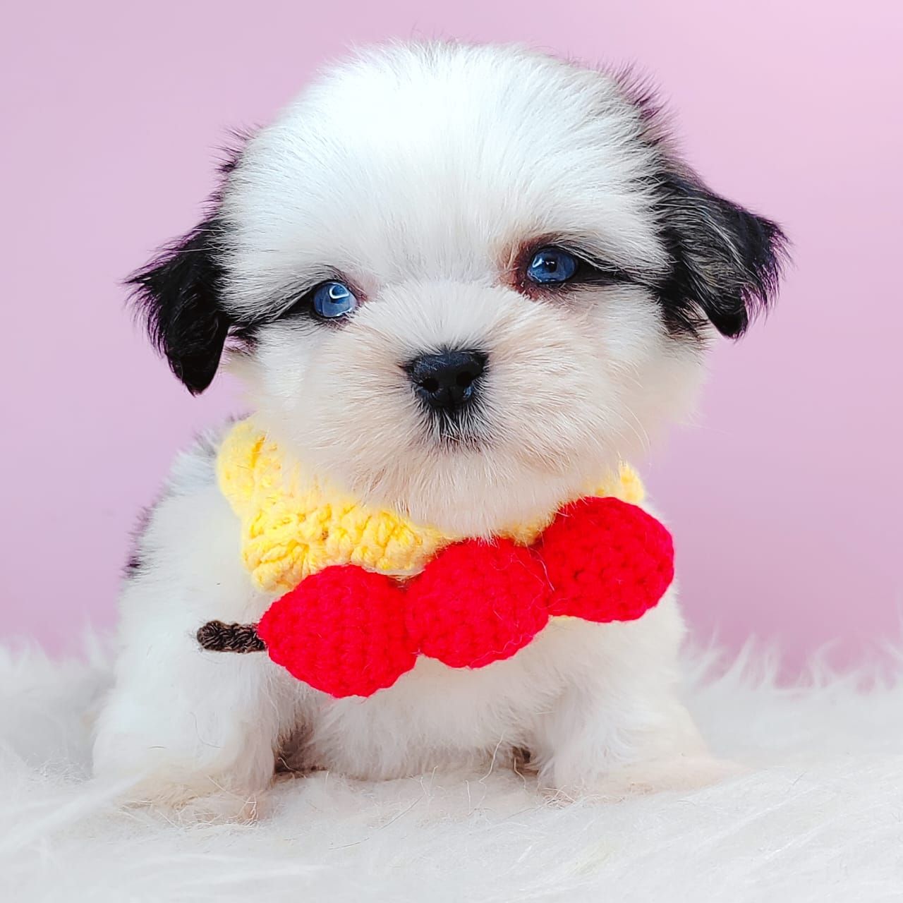 Shih Tzu 西施