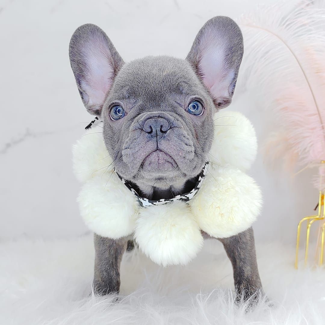 French Bulldog 法斗