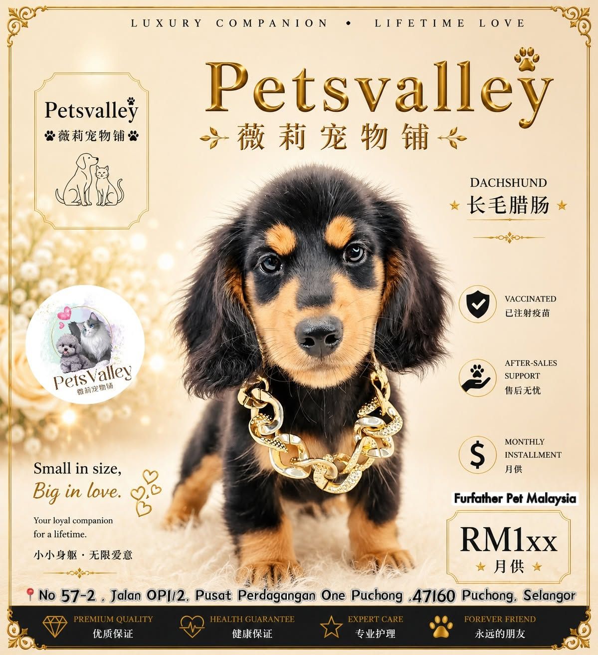 Dachshund 腊肠狗