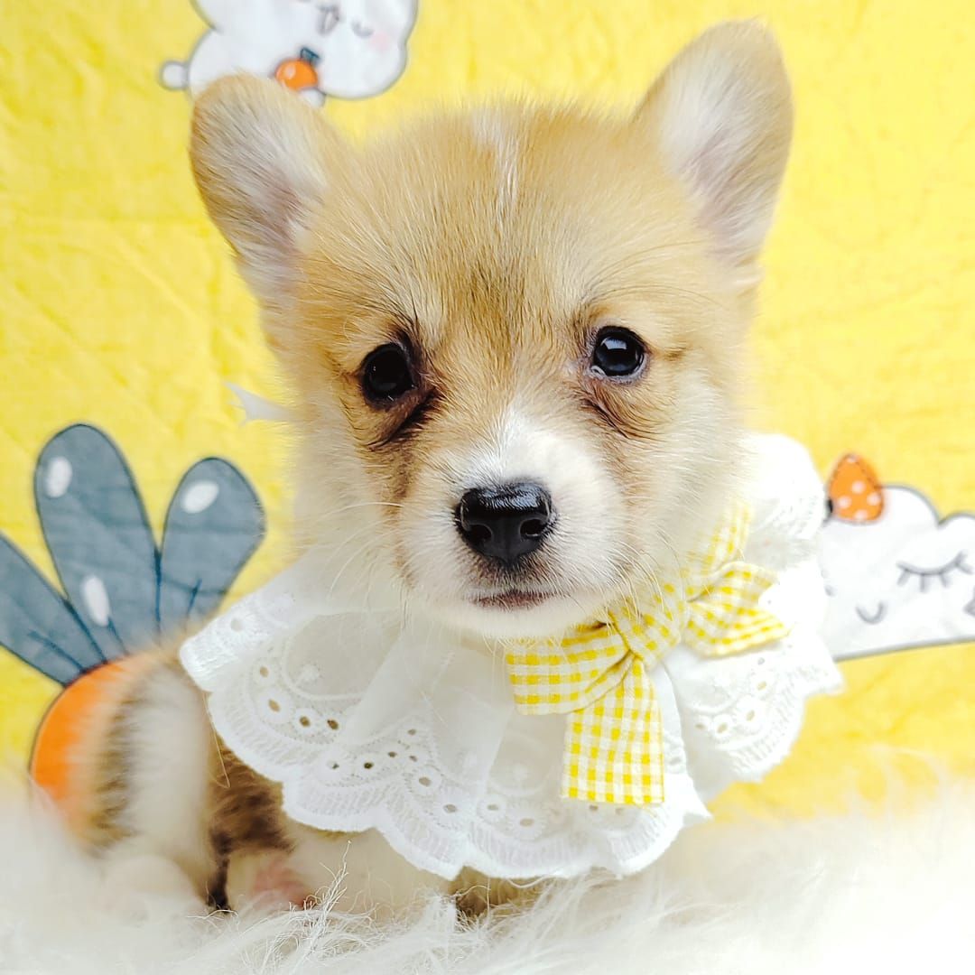Corgi 柯基