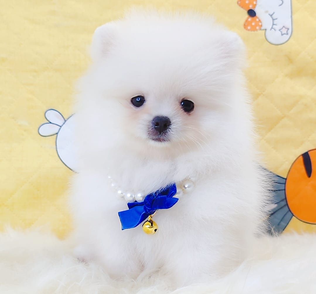 Pomeranian 博美