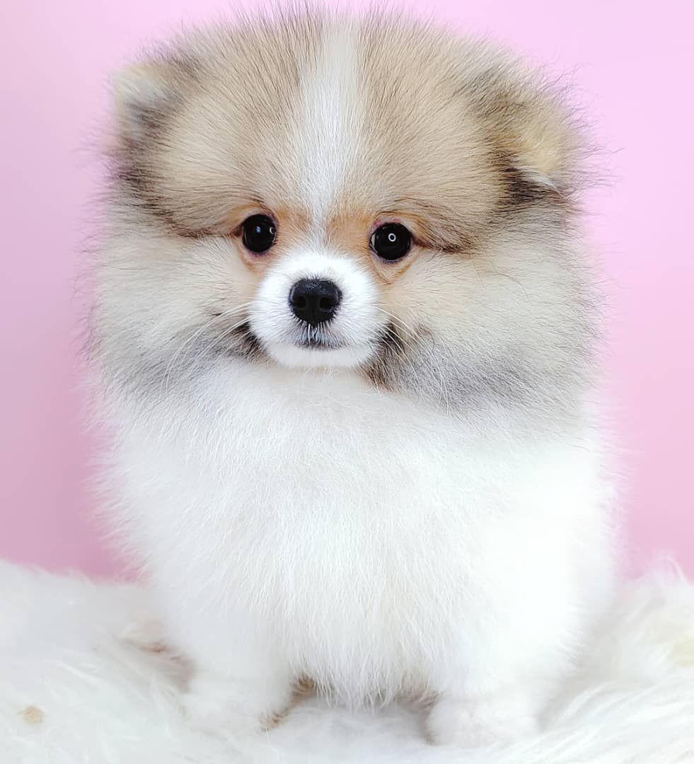 Pomeranian 博美