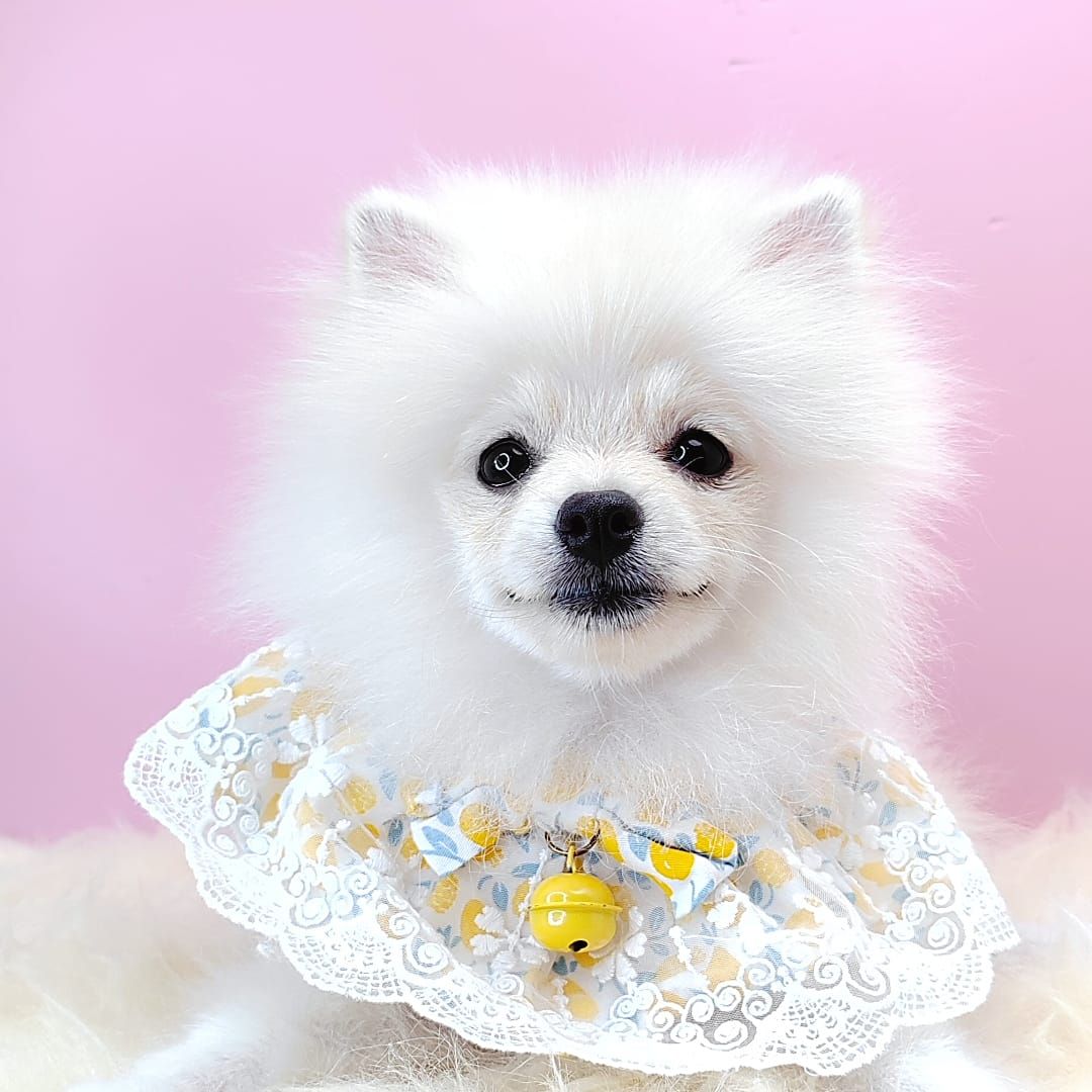 Pomeranian 博美