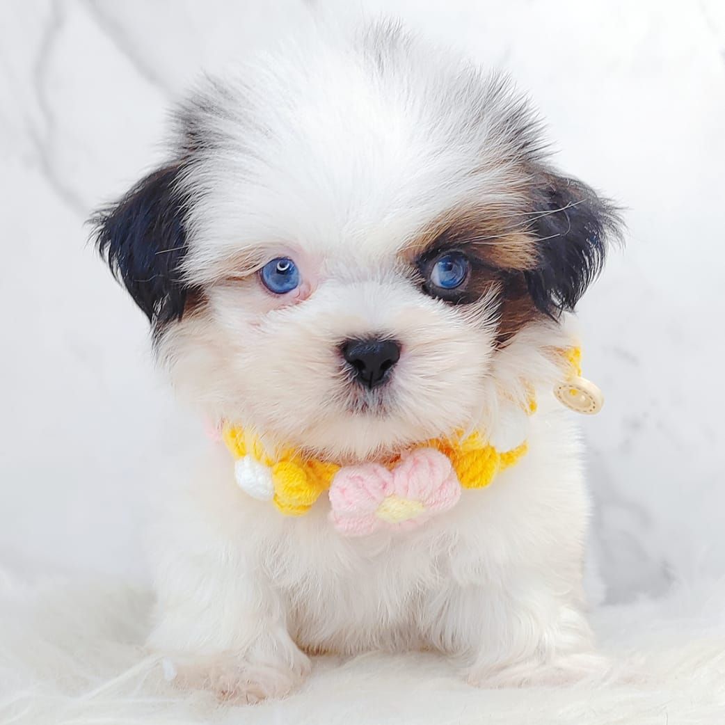 Shih Tzu 西施