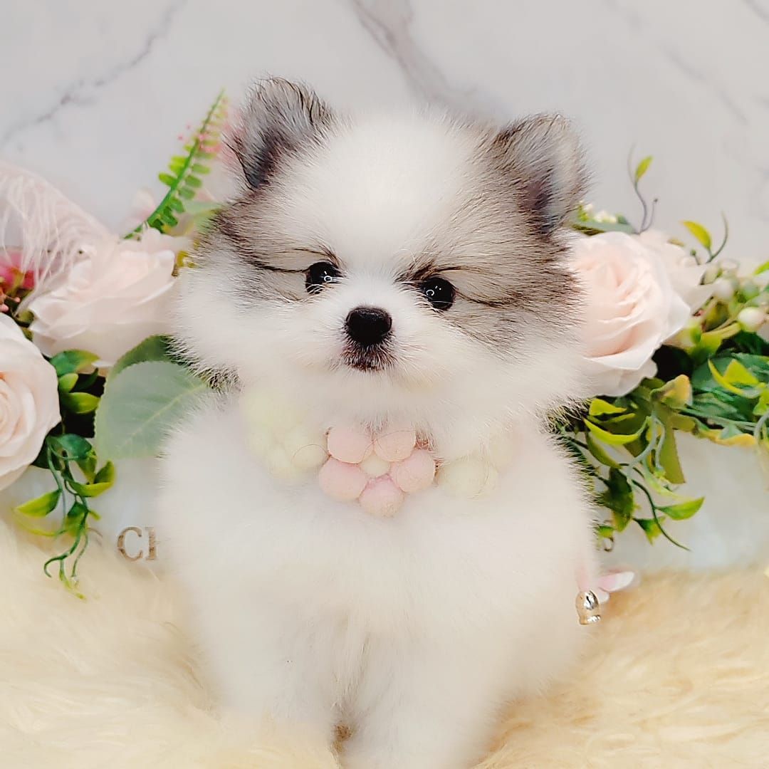  Pomeranian 博美