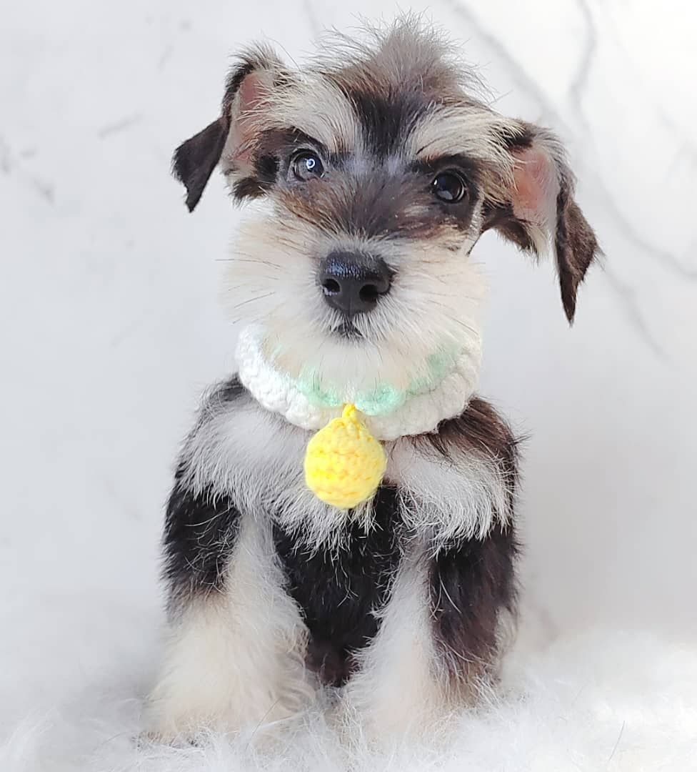 Schnauzer 雪纳瑞