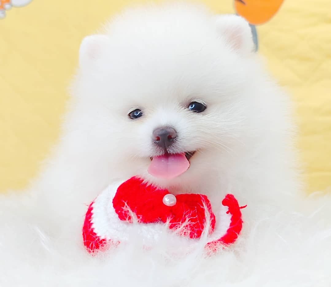 Pomeranian 博美