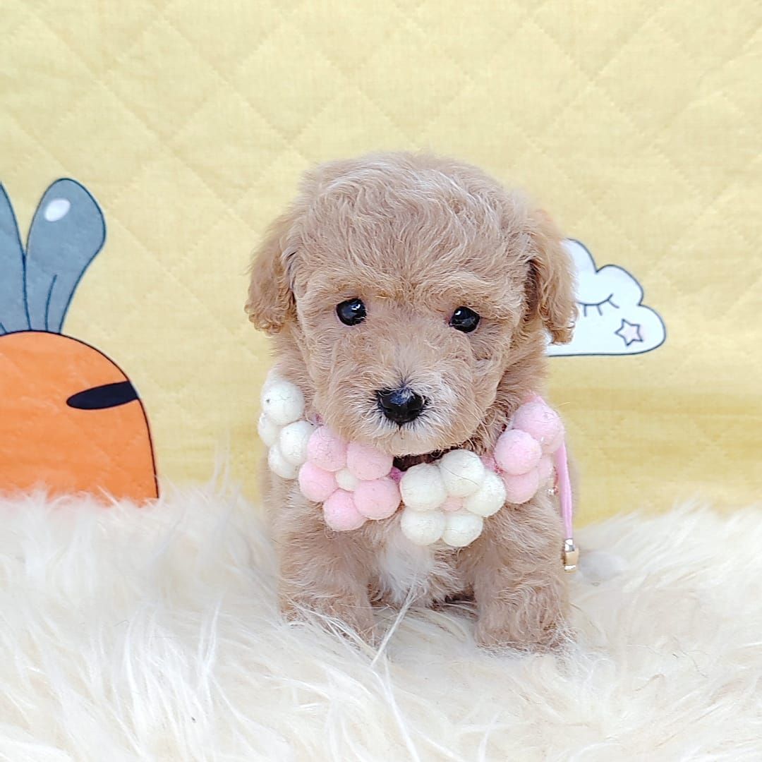 Poodle 娉拌开璐靛