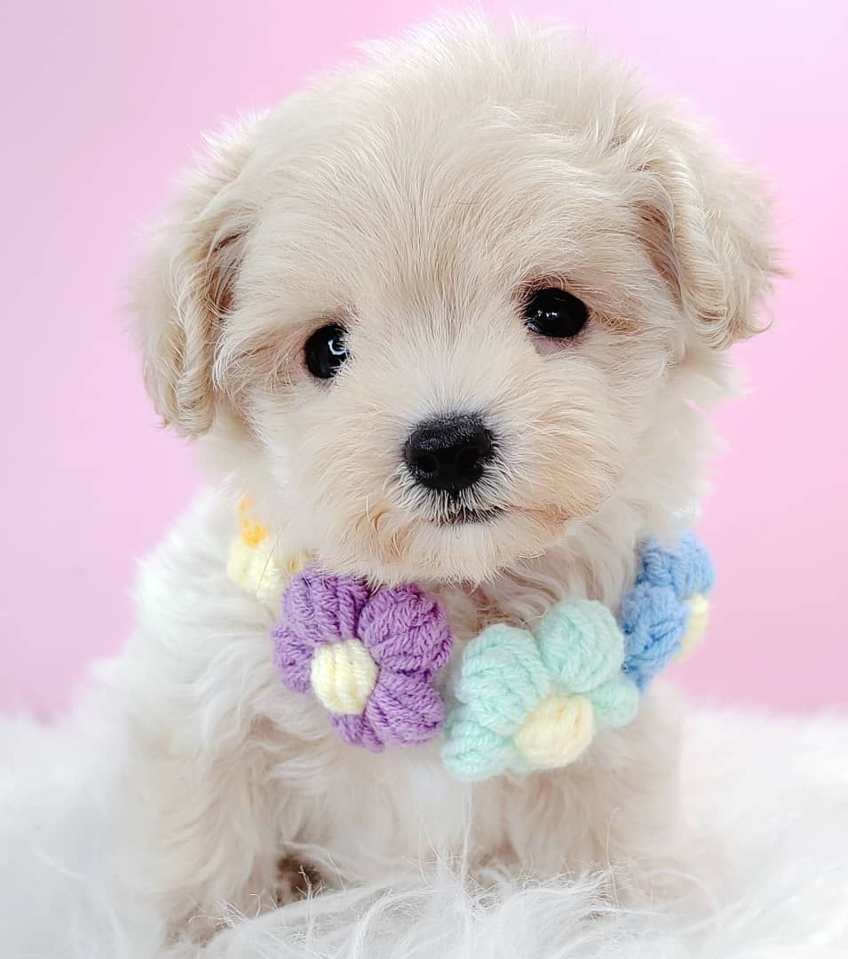 Maltipoo 马尔泰迪