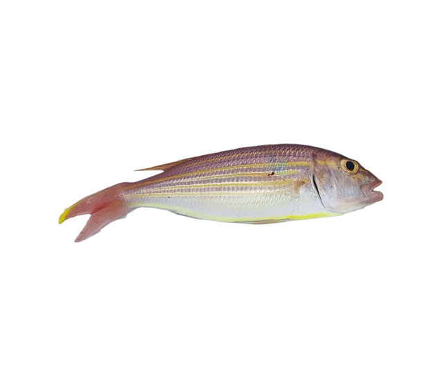 Threadfin Bream