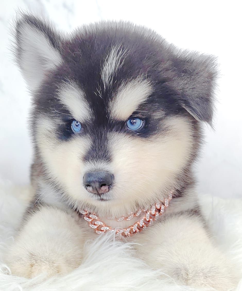 Wooly Alaskan 长毛哈士奇