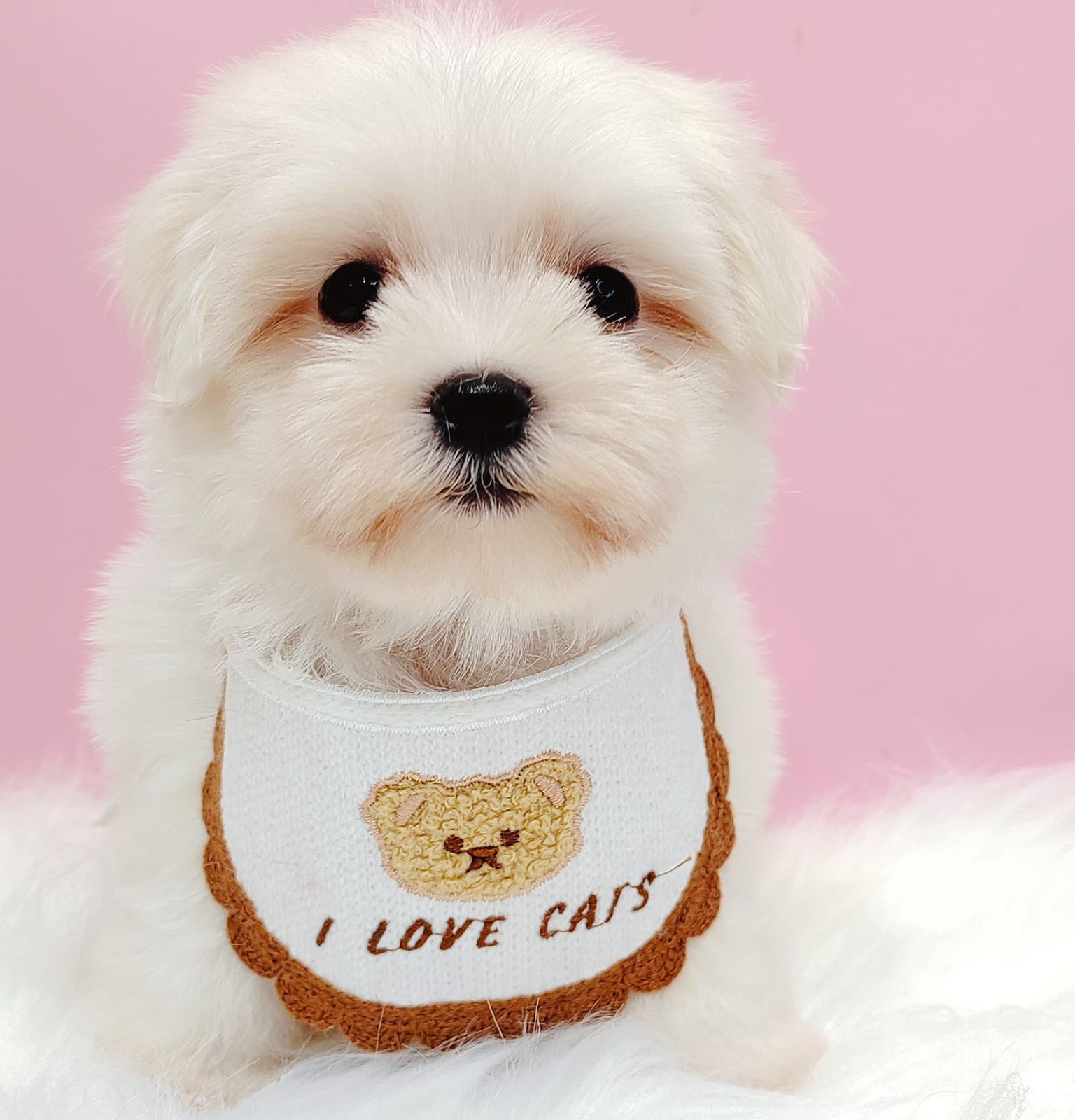 Maltipoo 马尔泰迪