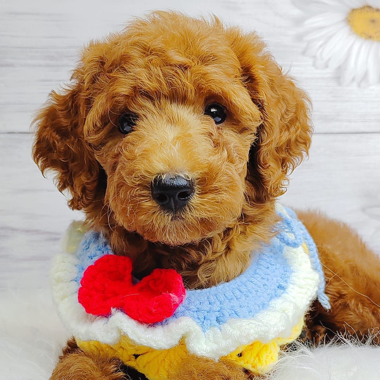 Poodle 娉拌开璐靛