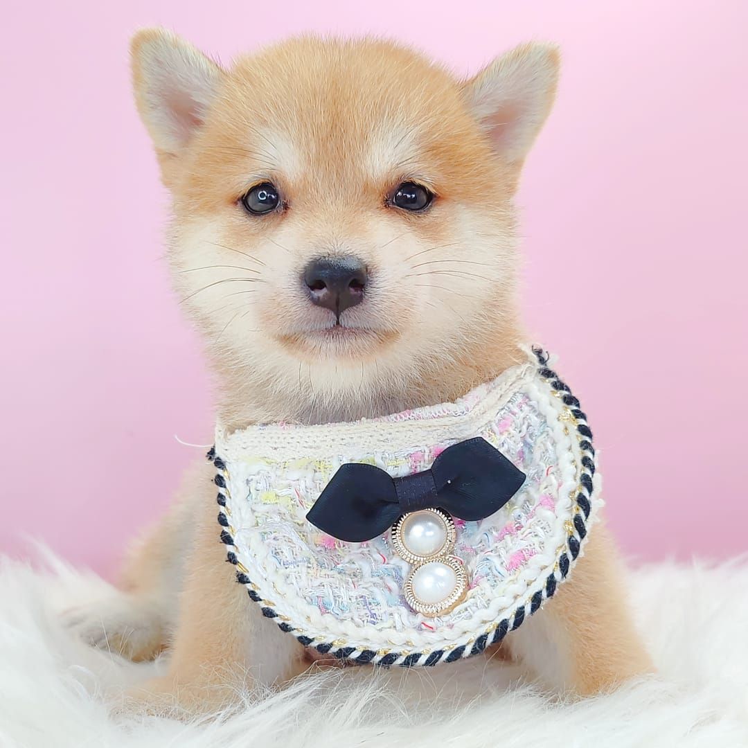 MameShiba Inu 豆柴柴犬