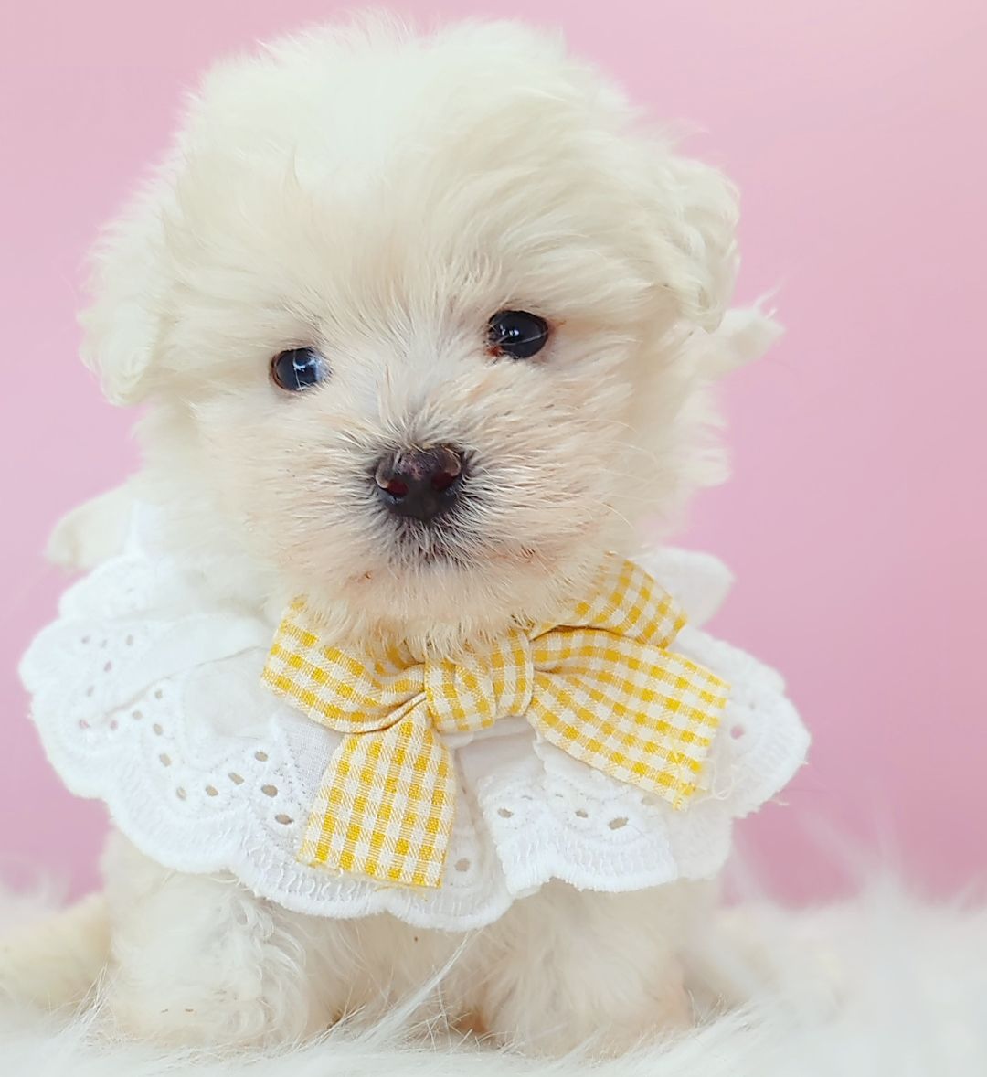 Maltipoo 马尔泰迪