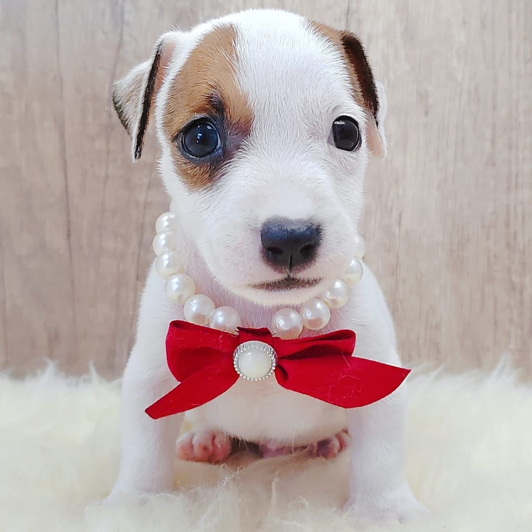 Jack Russell Terrier 杰克罗素梗